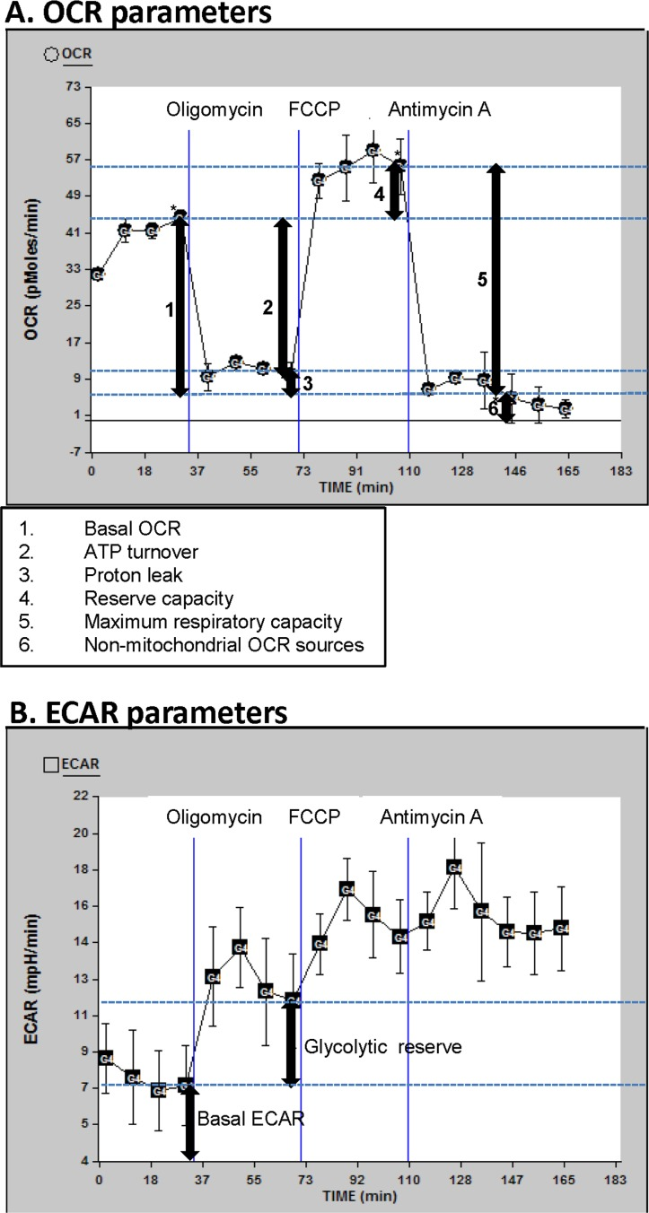 OCR and ECAR profiles