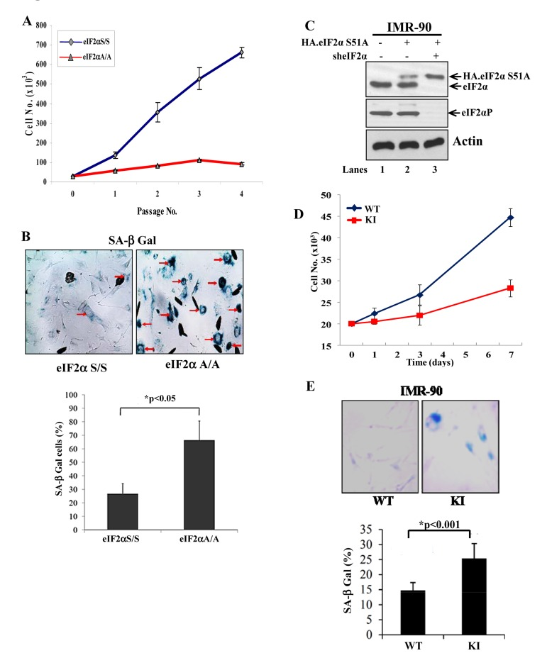 Loss of eIF2αP impairs proliferation and induces premature senescence in primary cells