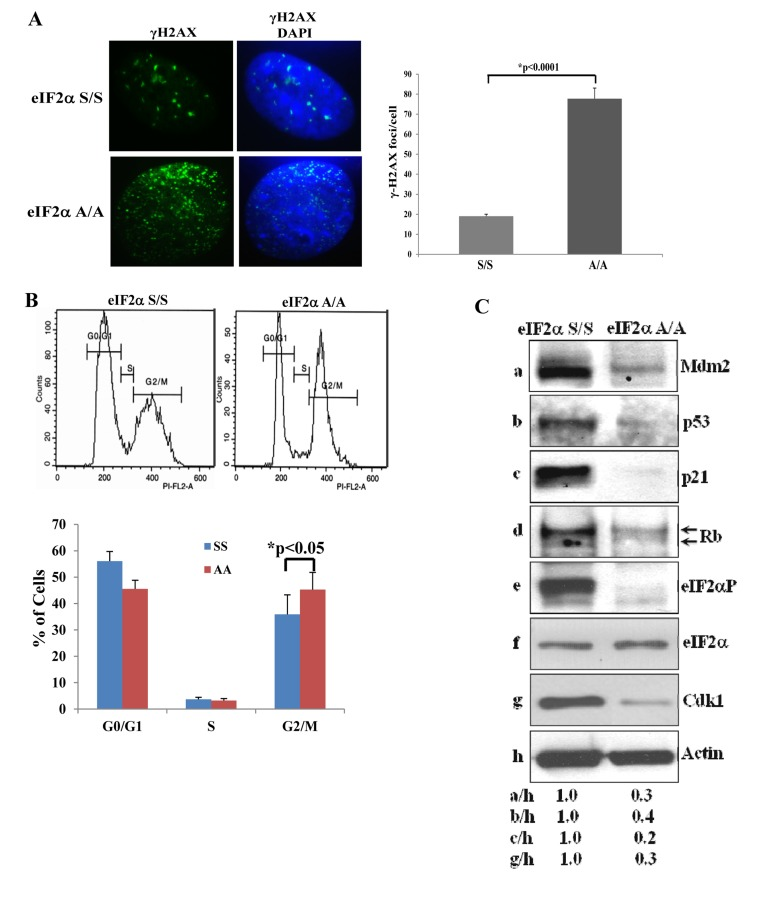Impaired eIF2α phosphorylation is associated with increased DNA Damage and G/M arrest