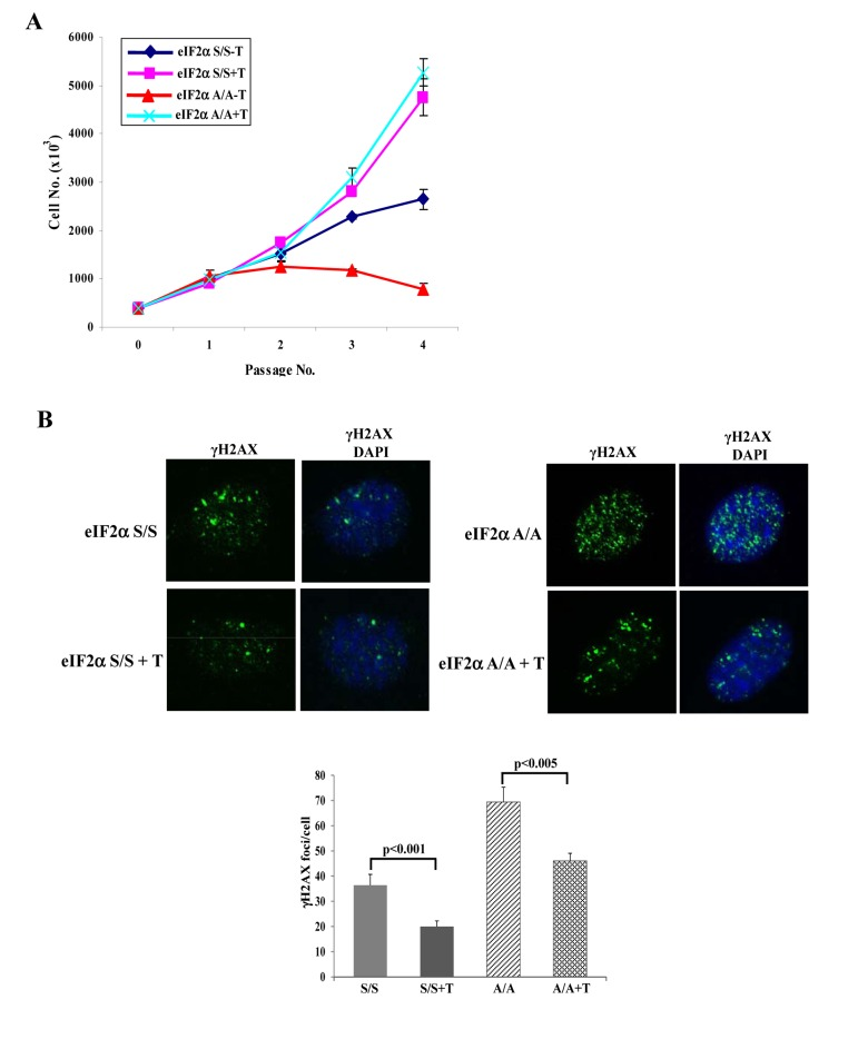 Anti-oxidant treatment restores proliferation and alleviates DNA damage in eIF2αA/A cells
