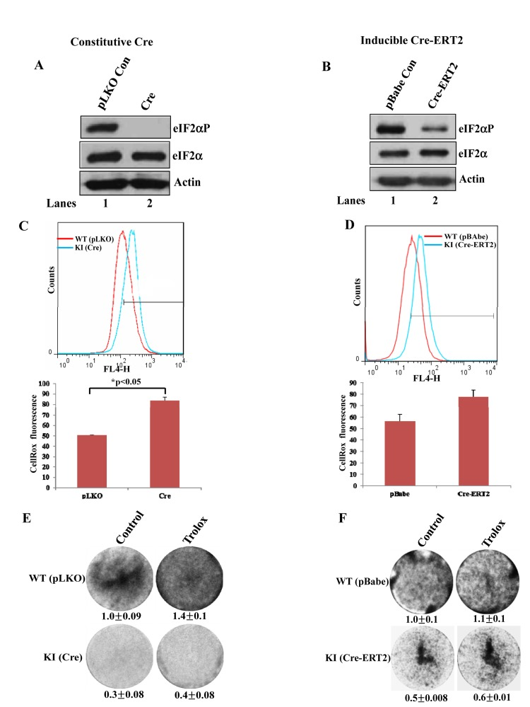 Increased ROS levels in eIF2αP-deficient immortalized cells