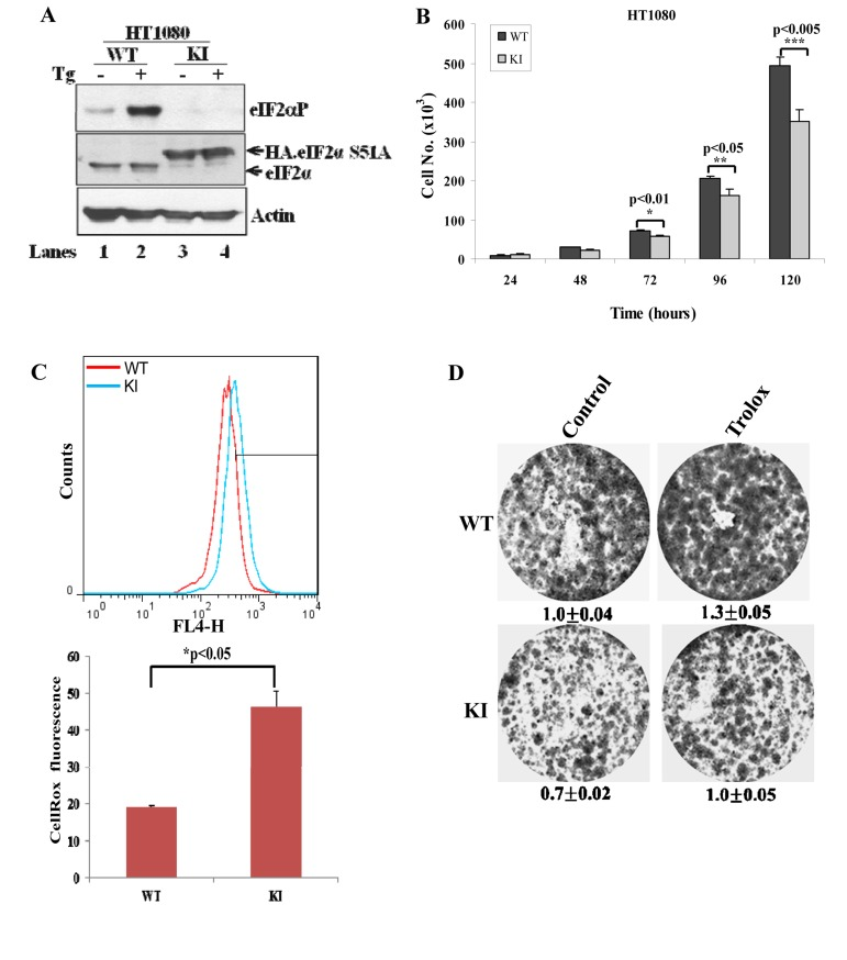 Inactivation of eIF2αP in human tumor cells decreases cell proliferation and increases ROS levels