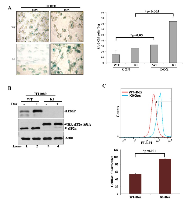 Deficiency of eIF2αP sensitizes human tumor cells to pro-oxidant effects of doxorubicin