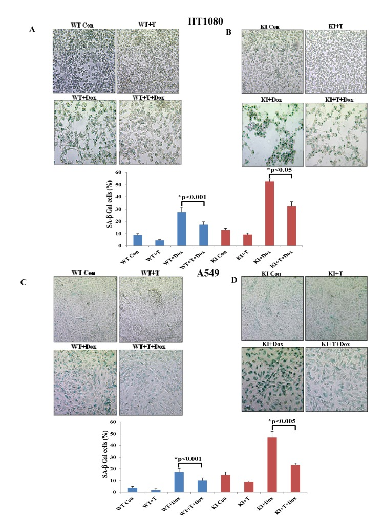 ROS contributes to doxorubicin-mediated induction of senescence in tumor cells