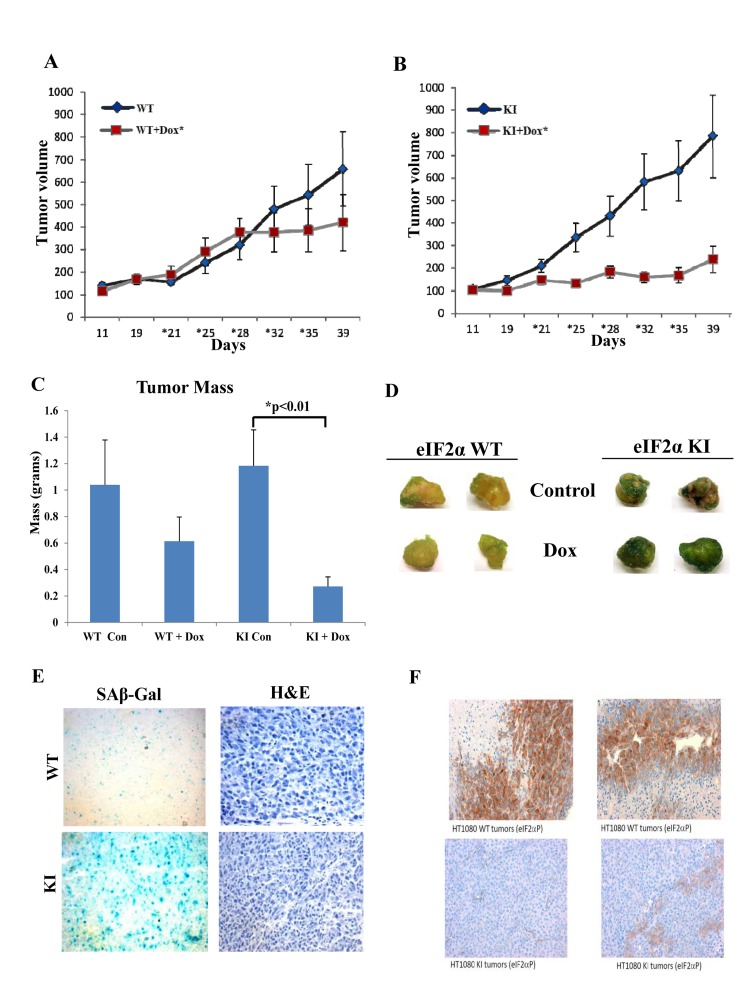 Deficient eIF2αP inhibits growth and promotes senescence of doxorubicin treated human tumors in mice