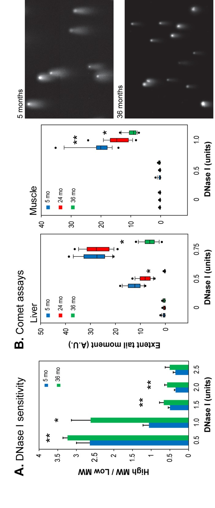 DNase I sensitivity of chromatin in intact nuclei