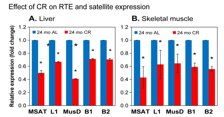 qPCR analysis of RTE and SE RNA expression in calorie restricted (CR) animals