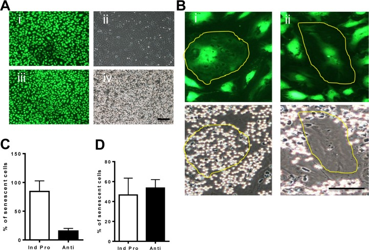 Oxidative stress induced senescence has a unique inflammatory phenotype