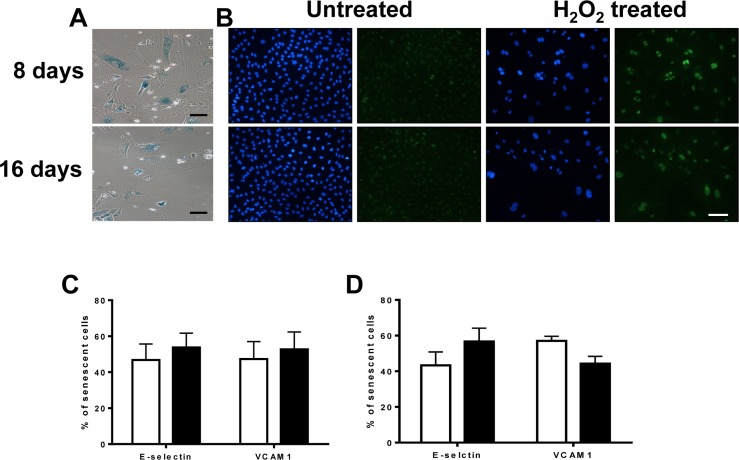 The anti-inflammatory phenotype is stable and long lasting