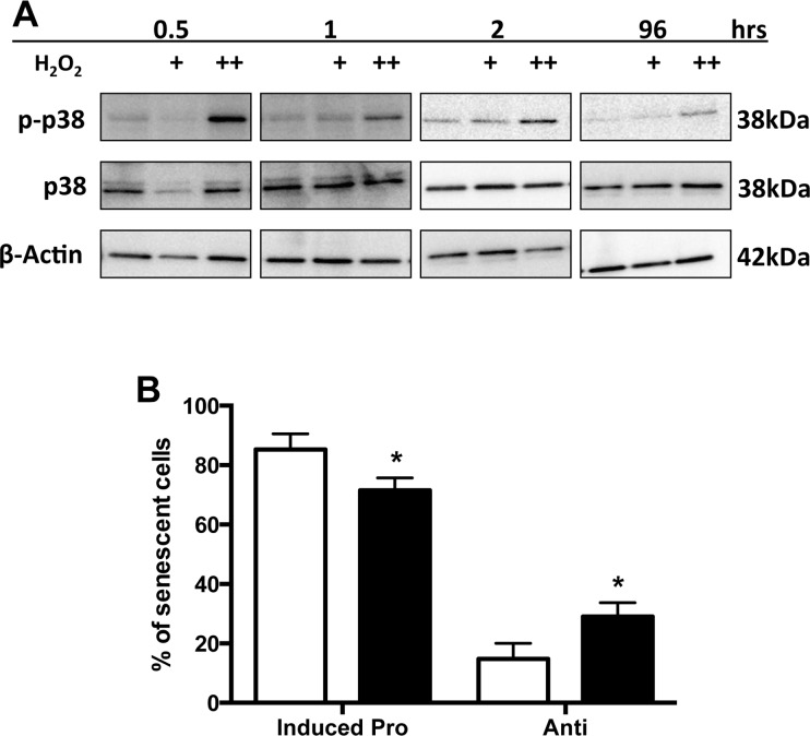 p38 MAPK activation influences the anti-inflammatory phenotype