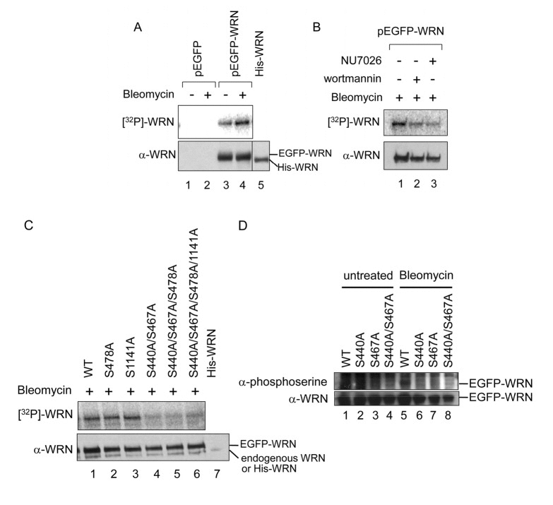 Mapping DNA-PK phosphorylation sites in WRN