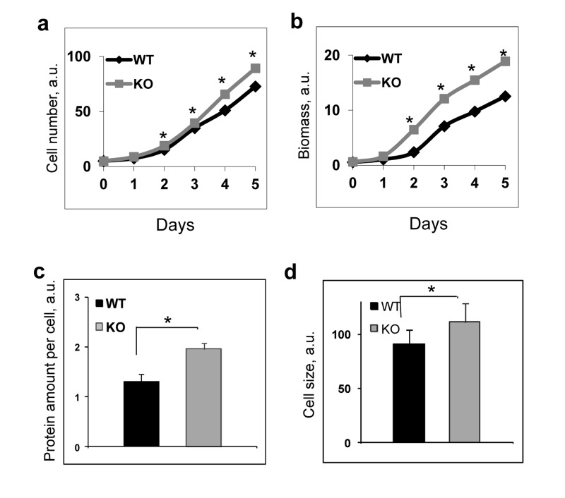 BMAL1 deficiency increases cell growth and proliferation