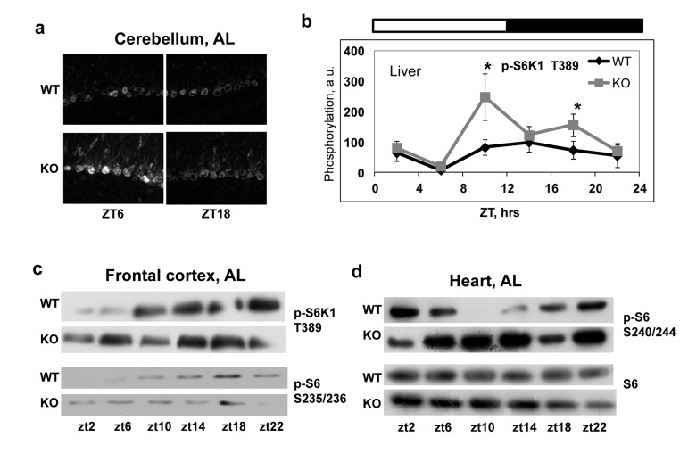 Increased mTORC1 signaling in tissues of Bmal1−/− mice