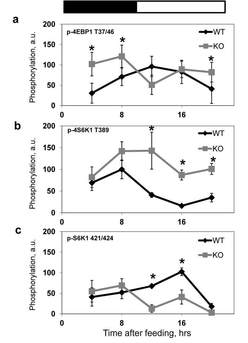 BMAL1 deficiency results in increased mTORC1 signaling in the liver of TRF mice