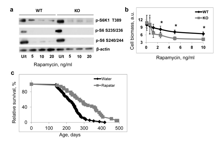 Deregulated mTOR signaling contributes to accelerated aging of Bmal1−/− mice