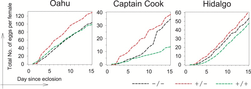 Hoppel insertion in Indy is associated with a reproductive advantage