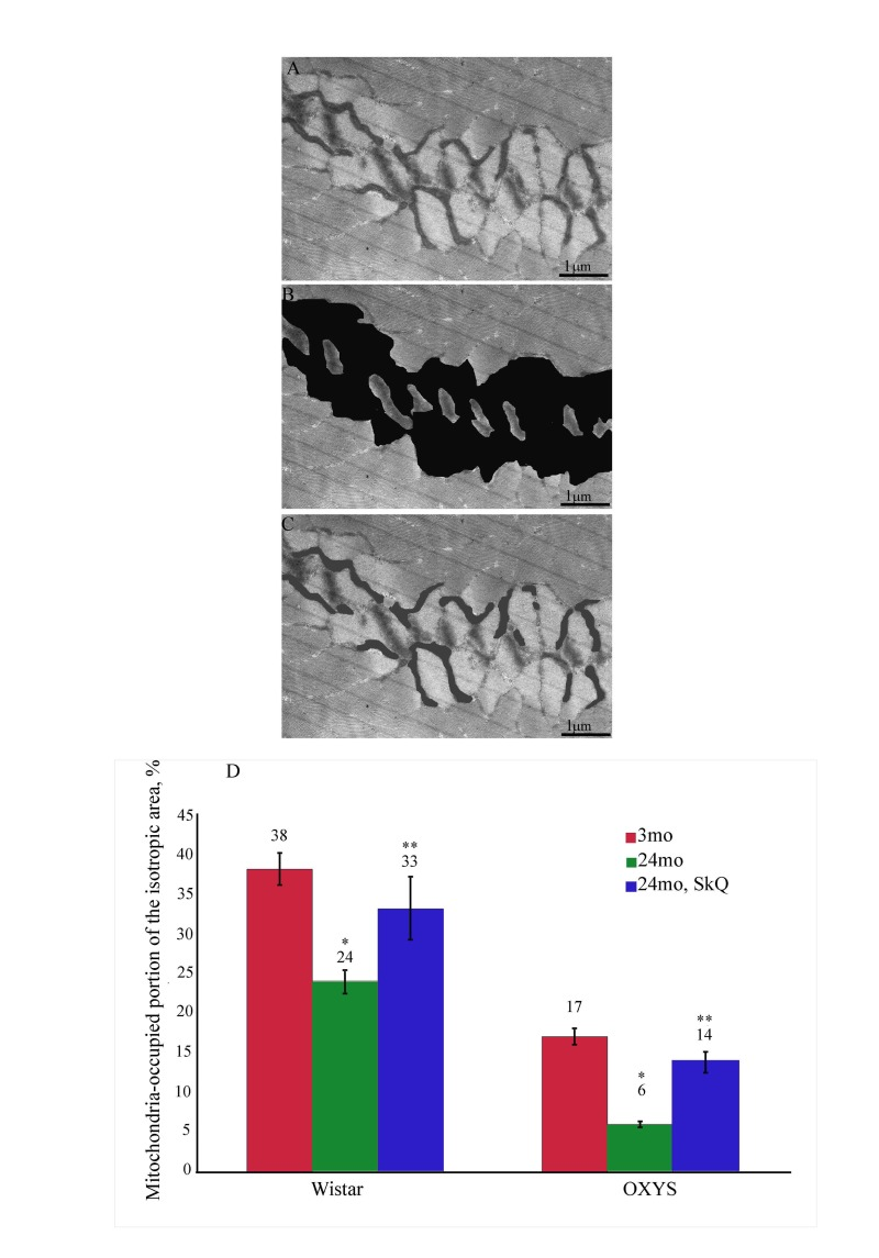 Statistic analysis of the volume occupied by the skeletal muscle mitochondria: (A) ultrastructure of the muscle fiber near the isotropic region; (B) the isotropic region near the Z-disc is stained black; (C) mitochondria located in the isotropic region are stained gray; (D) The area occupied by mitochondria located within the isotropic region as % of the total isotropic area in the Wistar and OXYS rats; (*) and (**), p