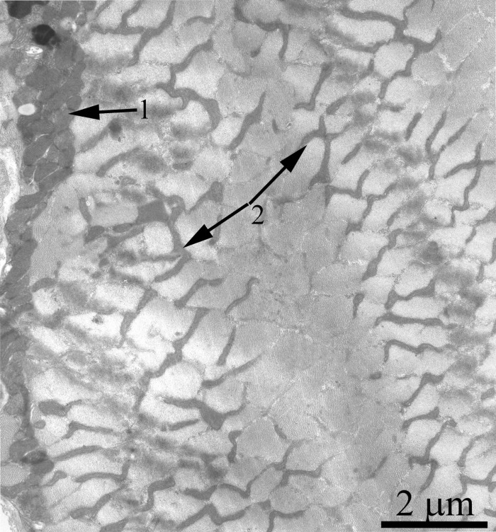 A fragment of the muscle fiber from a 24-month-old Wistar rat treated with SkQ1. The arrows indicate: subsarcolemmal population of mitochondria (1) and interfibrillar stretched mitochondria (2).