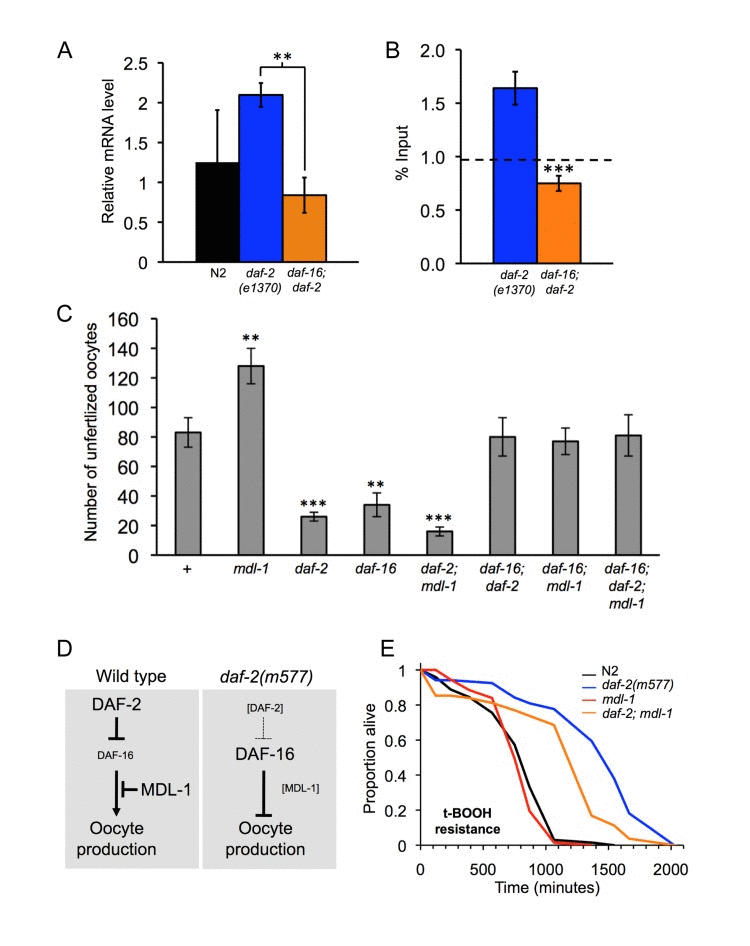 Distinct epistatic relationships between daf-2 and mdl-1 in hyperplasia and hypertrophy