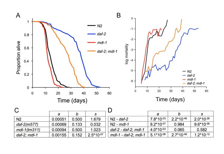 Effects of mdl-1 on aging