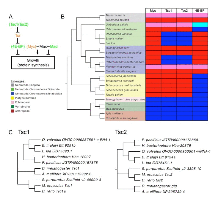 Extent of loss of Myc, Tsc1/Tsc2 and 4E-BP among the Nematoda