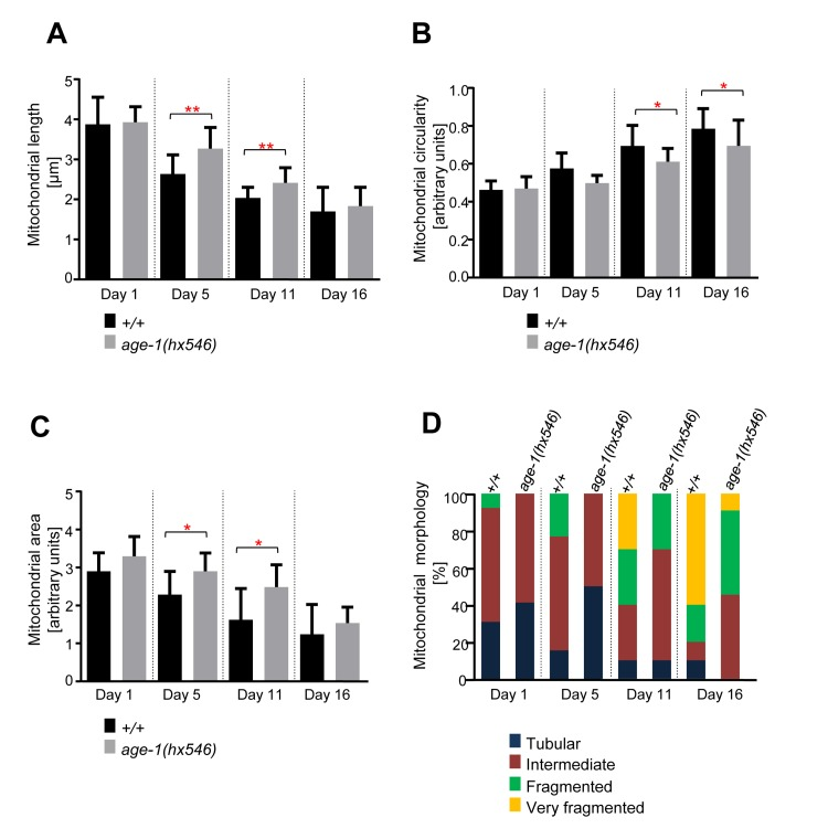 Age-dependent mitochondrial changes occur slower in age-1(hx546) animals