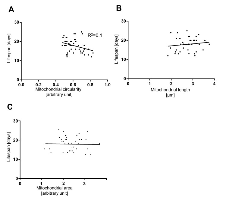 The extent of mitochondrial fragmentation at day 5 and 7 is not a bio-marker of aging