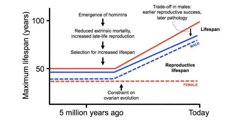 Evolution of modern pattern of human aging