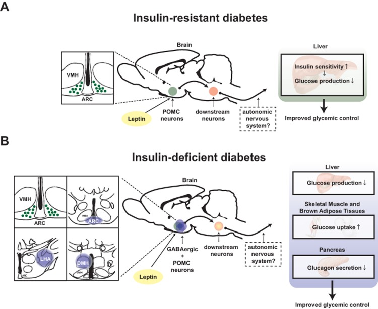 Distinct mechanisms underlie the anti-diabetic actions of leptin in the context of insulin deficiency versus insulin resistance