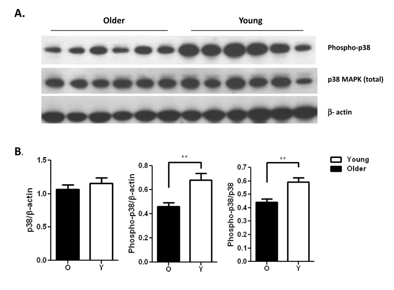 Pam3CSK4 stimulated neutrophils from the young show increased phosphorylation of p38 MAPK