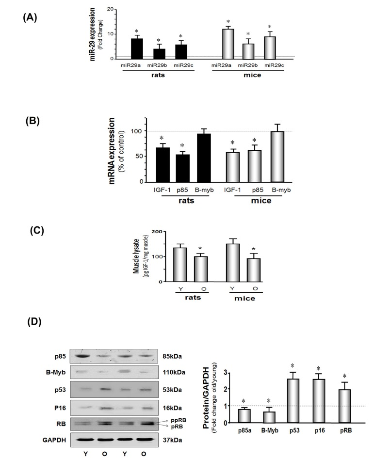 miR-29 and cellular arrest proteins are increased and IGF-1, p85 and B-myb are decreased in the muscles of aged rodents