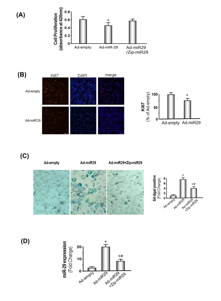 miR-29 expression decreases muscle cell proliferation and induces cellular senescence in MPCs