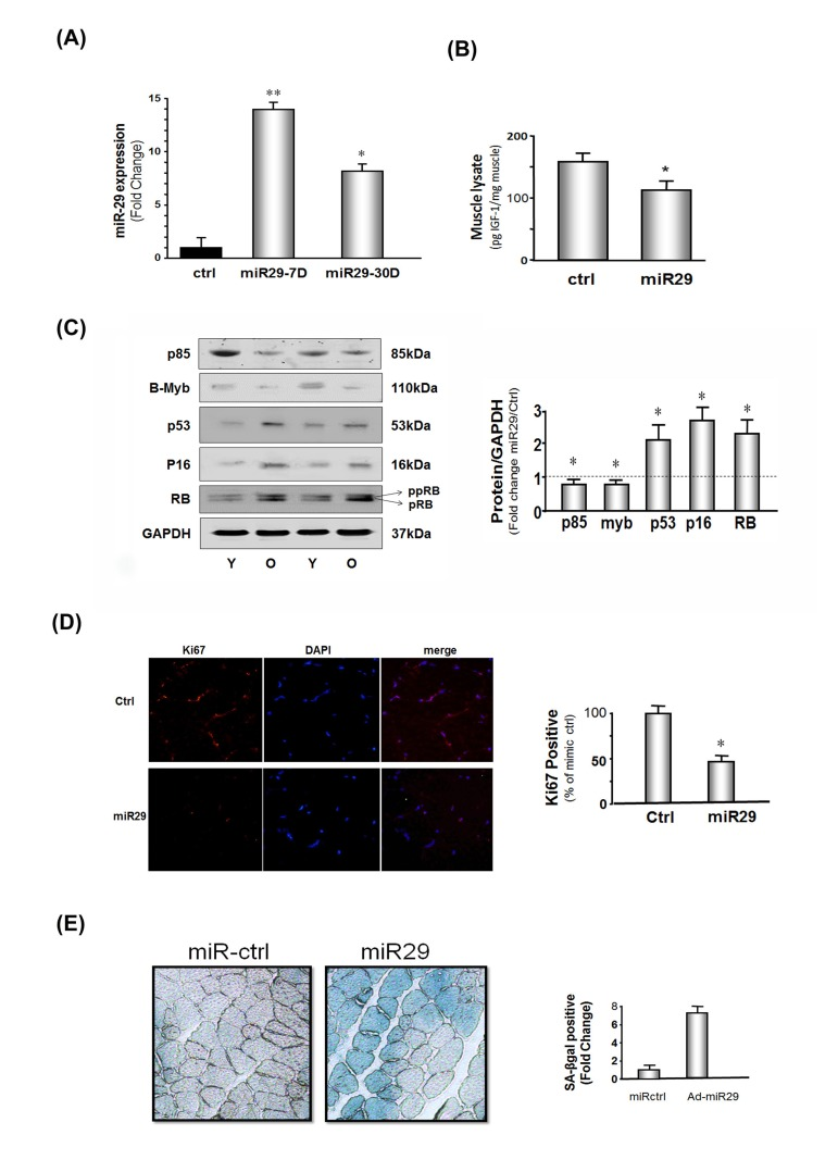 miR-29 expression in muscles of mice decreases IGF-1, p85α, B-myb but increases cell cycle arrest proteins