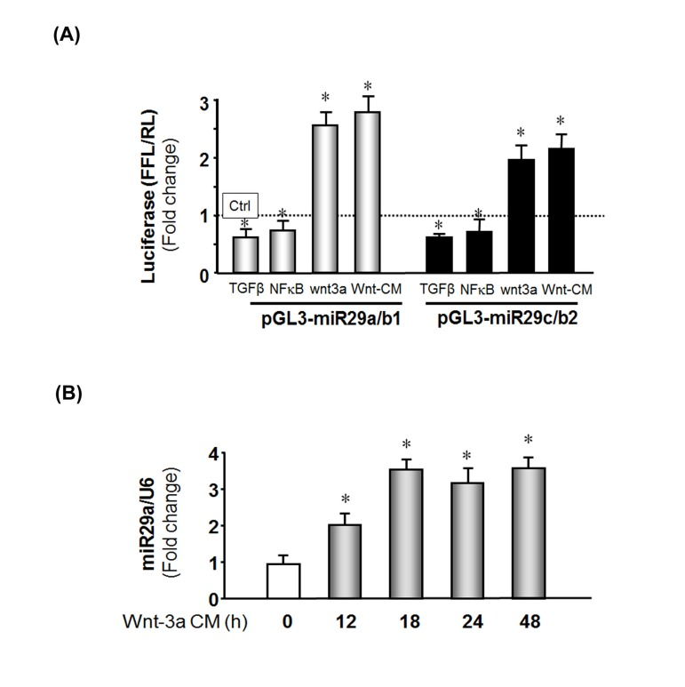 Wnt-3a induces miR-29 promoter activation