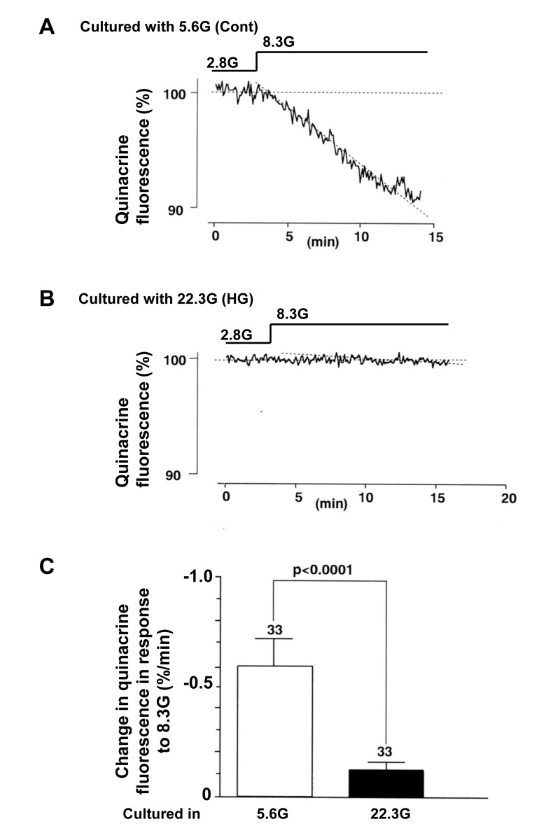 Insulin secretory response to physiologic glucose challenge assessed by decrease of quinacrine fluorescence in β-cells following culture in high (22.3 mM) glucose (A) and control culture in 5.6 mM glucose (B). C, Rate of quiniacrine fluorescence decrease. Numbers above the bar indicate the number of recordings.