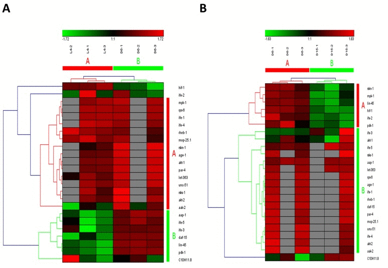 The heat map and hierarchical clustering in mTOR signaling pathway during aging