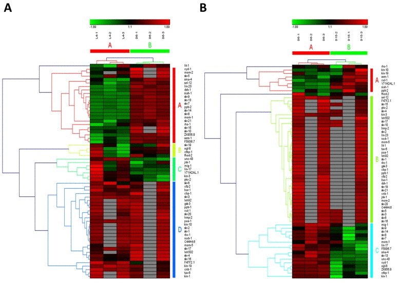 The heat map and hierarchical clustering in Wnt signaling pathway during aging