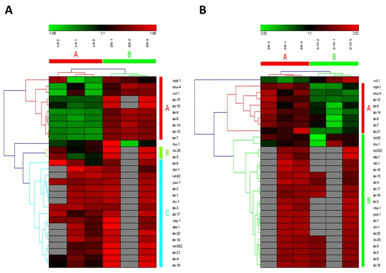 The heat map and hierarchical clustering in TGF-beta signaling pathway during aging