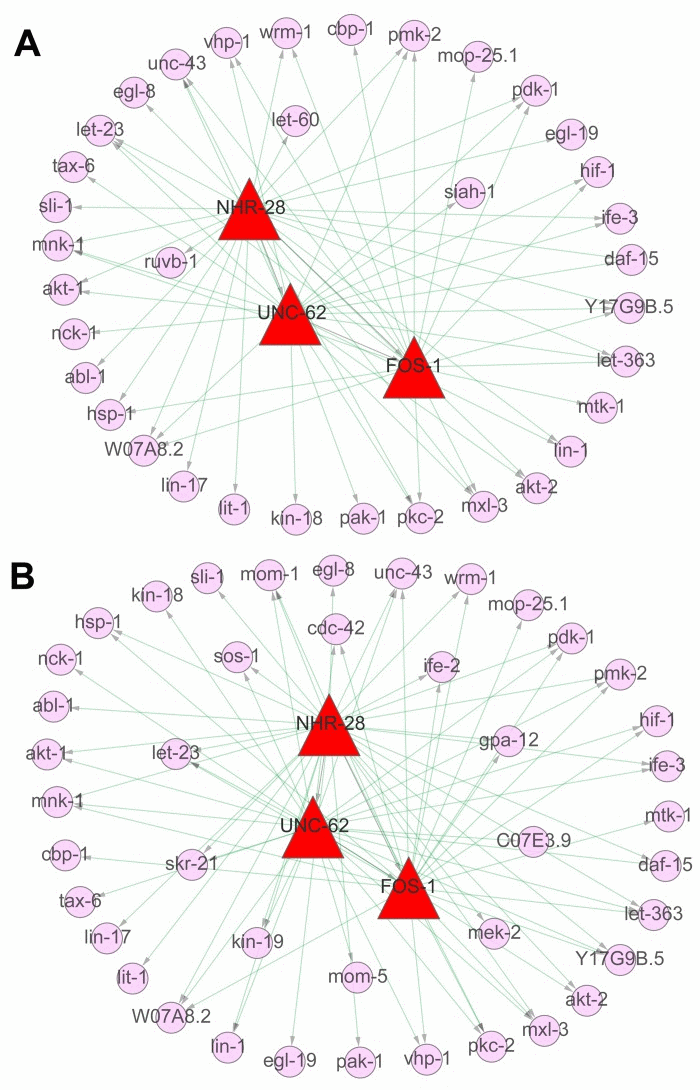 The regulatory networks in signaling pathways during aging