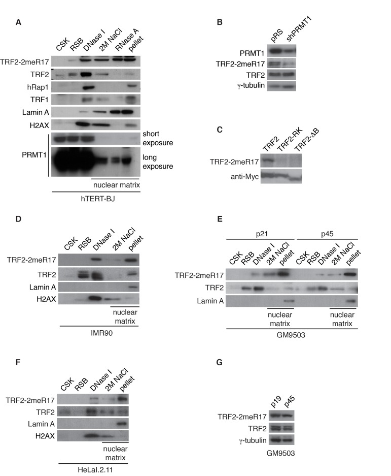 Methylated TRF2 is associated with the nuclear matrix. (A) Sequential extraction of the nuclear matrix from hTERT-BJ cells. Immunoblotting was performed with anti-TRF2-2meR17, anti-TRF2, anti-hRap1, anti-TRF1, anti-Lamin A, anti-H2AX, or anti-PRMT1 antibody. (B) Western analysis of 293T cells expressing shPRMT1 or the vector alone. Immunoblotting was performed with anti-PRMT1, anti-TRF2-2meR17 or anti-TRF2 antibody. The γ-tubulin blot was used a loading control. (C) Western analysis of 293T cells overexpressing Myc-tagged wild type TRF2, TRF2 carrying amino acid substitutions of arginines to lysines (TRF2-RK) or TRF2 lacking the N-terminal GAR/basic domain (TRF2-ΔB). Immunoblotting was carried out with anti-TRF2-2meR17 or anti-Myc antibody. (D) Sequential extraction of the nuclear matrix from IMR90 cells. Immunoblotting was performed with anti-TRF2-2meR17, anti-TRF2, anti-Lamin A or anti-H2AX antibody. (E) Sequential extraction of the nuclear matrix from GM9503 cells. Immunoblotting was performed with anti-TRF2-2meR17, anti-TRF2 or anti-Lamin A antibody. (F) Sequential extraction of the nuclear matrix from HeLaI.2.11 cells. Immunoblotting was performed with anti-TRF2-2meR17, anti-TRF2, anti-Lamin A or anti-H2AX antibody. (G) Western analysis of early and late passage GM9503 cells. Immunoblotting was performed with anti-TRF2-2meR17 and anti-TRF2 antibody. The γ-tubulin blot was used as a loading control.