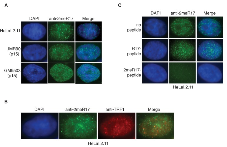 Methylated TRF2 exhibits nuclear staining largely free of human telomeres. (A) Analysis of indirect immunofluorescence of three different cell lines with anti-TRF2-2meR17 antibody. Cell nuclei were stained with DAPI in blue. (B) Analysis of dual indirect immunofluorescence with anti-TRF2-2meR17 (green) in conjunction with anti-TRF1 antibody (red). HeLaI.2.11 cell nuclei were stained in blue. (C) Analysis of indirect immunofluorescence with anti-TRF2-2meR17 in conjunction with 100 ng of TRF2 peptide containing either modified or unmodified arginine 17. HeLaI.2.11 cell nuclei were stained with DAPI in blue.