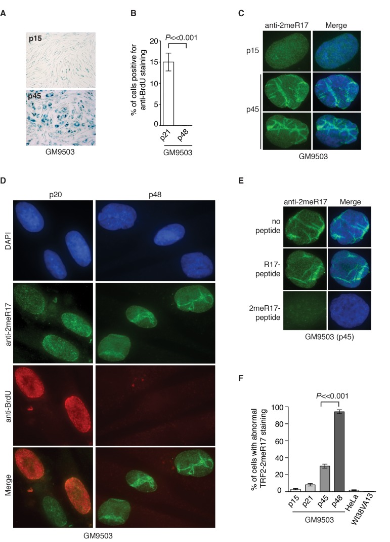 Methylated TRF2 exhibits an altered nuclear staining associated with induction of replicative senescence in normal human primary fibroblast GM9503 cells. (A) Senescence-associated β-galactosidase assays for GM9503 cells at either p15 or p45. (B) Quantification of percentage of young and senescent GM9503 cells with BrdU incorporation. A total of 300 cells in triplicate were scored for either early passage (p21) or senescent GM9503 (p48) cells. Standard deviations from three independent experiments are indicated. (C) Analysis of indirect immunofluorescence with anti-TRF2-2meR17 antibody in GM9503 cells at either p15 or p45. Cell nuclei were stained with DAPI in blue. (D) Analysis of dual indirect immunofluorescence with anti-TRF2-2meR17 antibody (green) in conjunction with anti-BrdU antibody (red). The early passage (p20) and senescent GM9503 (p48) cells were incubated for six hours in growth media containing 10 μM BrdU prior to being processed for immunofluorescence. Cell nuclei were stained with DAPI in blue. (E) Analysis of indirect immunofluorescence with anti-TRF2-2meR17 in conjunction with 100 ng of TRF2 peptide containing either modified or unmodified arginine 17. Cell nuclei were stained with DAPI in blue. (F) Quantification of percentage of cells with altered nuclear staining of methylated TRF2. At least 900 cells in triplicate were scored in blind for each transformed cell line or each normal primary fibroblast cell line at a given passage as indicated. Both HeLa and WI38VA13 are transformed cell lines. Standard deviations from three independent experiments are indicated.