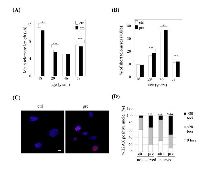 Prelamin A accumulation induces shorter telomeres and increased DNA damage signalling in hMSCs. (A) Telomere length and (B) the percentage of short telomeres were analyzed by HT-Q-FISH. At least 17,000 nuclei were analyzed per sample. Bars are average +/- standard deviation of 3 independent donors. (C) Representative immunofluorescence micrograph and (D) quantification of γ-H2AX foci. Blue: DAPI, red: γ-H2AX. Scale bar: 10 μm. At least 100 nuclei were analyzed per sample. χ2 was used for statistical significance. *** pversus ctrl-hMSCs. &&& pversus ctrl-hMSCs starved.(pre): prelamin A-accumulating hMSCs, (ctrl): control-hMSCs.