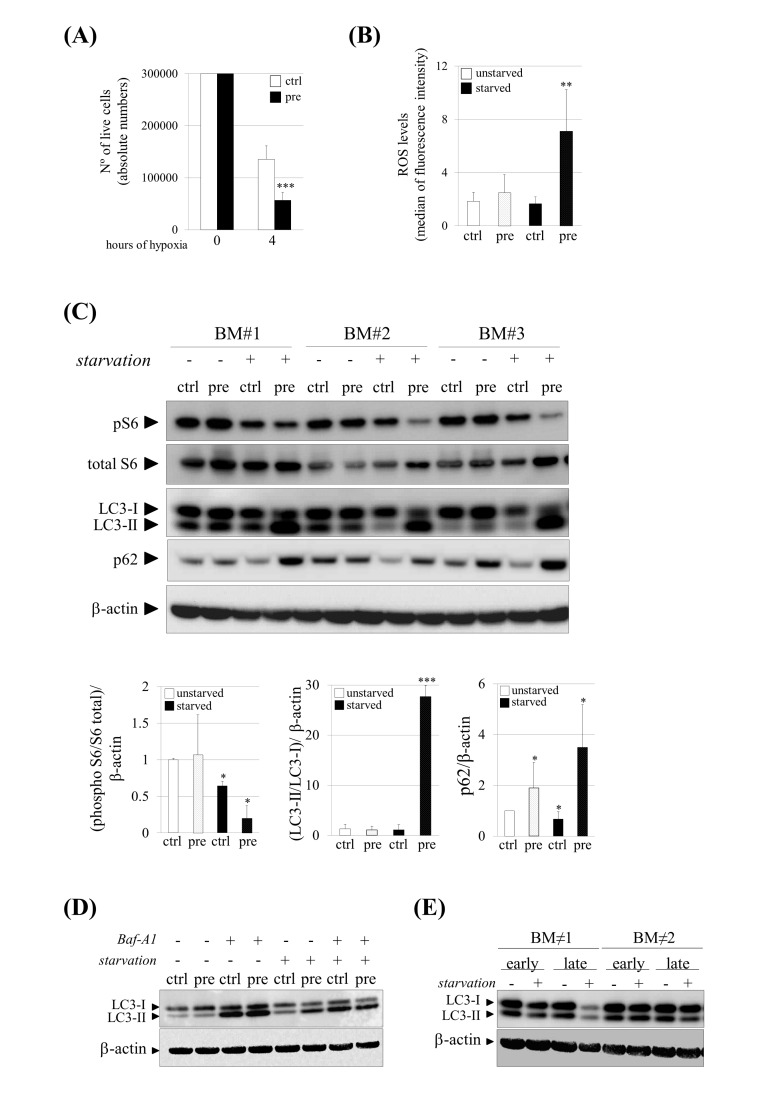 Increased susceptibility and impaired autophagy under stress conditions in pre-hMSCs. (A) Number of live cells after submitting hMSCs to hypoxia. (B) Reactive Oxygen Species (ROS) measurement of hMSCs cultured under basal (unstarved) or starvation conditions (starved). (C) Western blot of indicated proteins in ctrl and pre-hMSCs cultured under basal or serum starvation conditions. β-actin was used as loading control. hMSCs from three independent bone marrow donors (BM) where analyzed together. Densitometry for each immunoblot is provided. (D) Determination of autophagic flux of hMSCs treated with Bafilomycin (Baf-A1) 0.1 μM during 9 hours. LC3-I and LC3-II expression levels are shown and β-actin was used as loading control. (E) Western blot of LC3-I and LC3-II expression levels in replicative senescent hMSCs (Early: early-passage hMSCs; Late: late-passage hMSCs), Bars are average +/- standard deviation of 3 independent donors. Differences marked with asterisks are significantly different from control unstarved (panel A and D) or control starved cells (panel B) *** p(pre):prelamin A-accumulating hMSCs, (ctrl):control-hMSCs.