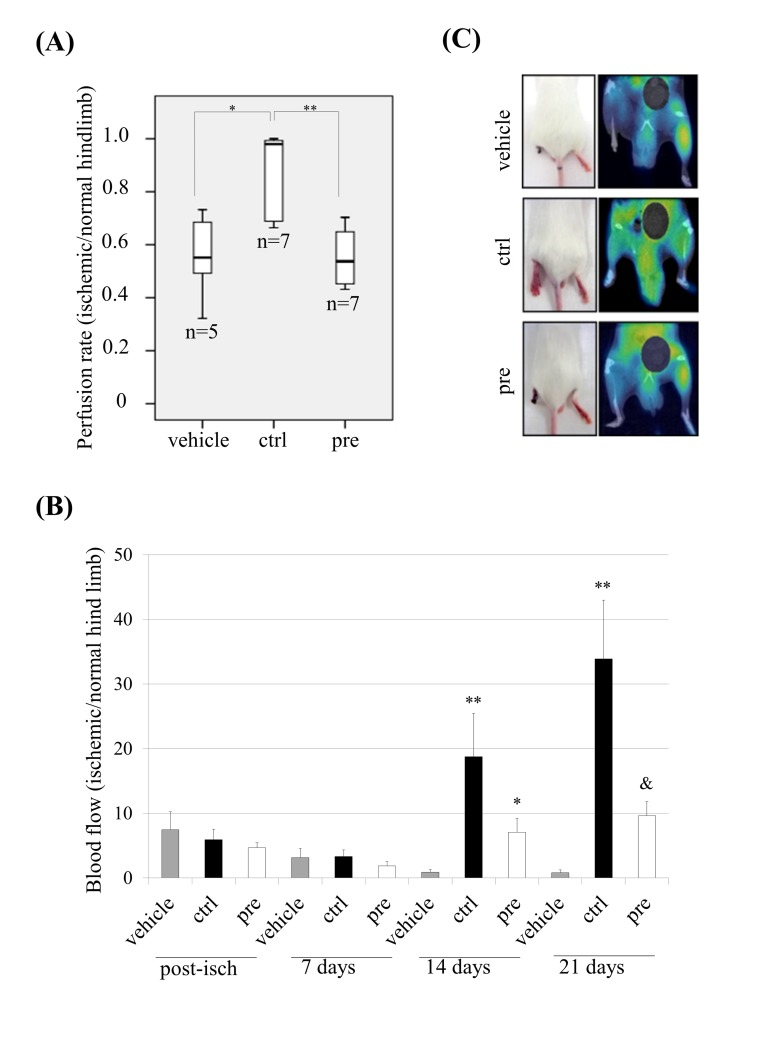 Dys-functional activity of hMSCs which accumulate prelamin A in vivo. (A) Perfusion rate in mice after transplanting hMSCs. ** pB) Laser-Doppler quantification of hind limb blood flow over time after hMSCs transplantation (Post-isch = blood flow measured immediately after ischemia). ** pversus vehicle, & pversus control hMSCs. (C) Representative photographs of animal hind limbs (left) and PET images (right) 14 days after ischemia and hMSCs transplantation.Bars are average +/- standard deviation (panel A) or standard error of the mean (panel B).(pre): prelamin A-accumulating hMSCs, (ctrl): control-hMSCs.
