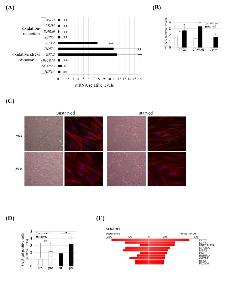 hMSCs show an altered transcriptomic profile and phenotype of senescence under prelamin A accumulation and serum starvation conditions. (A) Q-RT-PCR validation for a subset of genes grouped in oxidation-reduction and response to oxidative stress categories and (B) for genes known to be up-regulated in senescent hMSCs. The gene expression ratio for pre-hMSCs versus control-hMSCs under starved conditions is shown in A and in the case of B it has been included too the comparison of pre-hMSCs versus ctrl-hMSCs ratio under unstarved conditions. For gene expression normalization GAPDH was used. Bars are mean +/- standard error mean of 3 independent donors. ** pC) Senescence-associated morphological changes in pre-hMSCs under serum starvation conditions. Bright field images (scale bar: 100 μm) and confocal immunofluorescence images (scale bar: 20 μm) are shown. Red: beta-tubulin, blue: DAPI. (D) SA β-gal quantification in hMSCs under basal (unstarved) or serum starvation conditions (starved). Bars are average +/- standard deviation. ** pE) DiRE analysis of genes found to be dys-regulated in pre-hMSCs. The graph shows the top 10 candidate transcription factors ranked by importance.(pre): prelamin A-accumulating hMSCs, (ctrl): control-hMSCs.