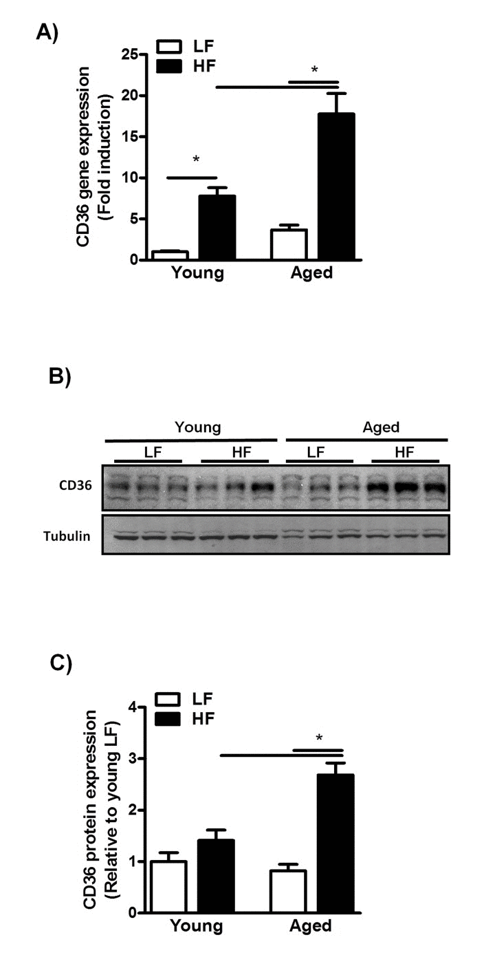 Increased CD36 expression in aged mice fed a HFD for 12 weeks