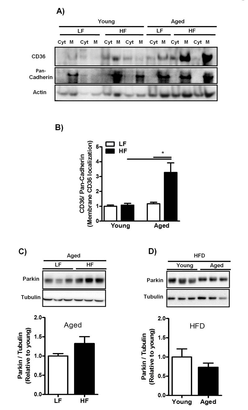 Increased plasma membrane abundance of CD36 in aged mice fed a HFD is not related to Parkin expression levels