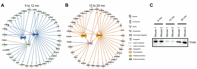 Analysis of quantitative proteomics predicts dynamic changes in mitochondrial transcriptional regulatory circuits with aging