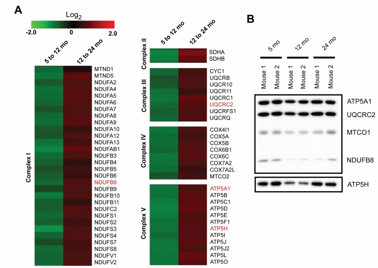 Quantitative proteomics reveals altered expression of protein subunits in the electron transport chain with aging